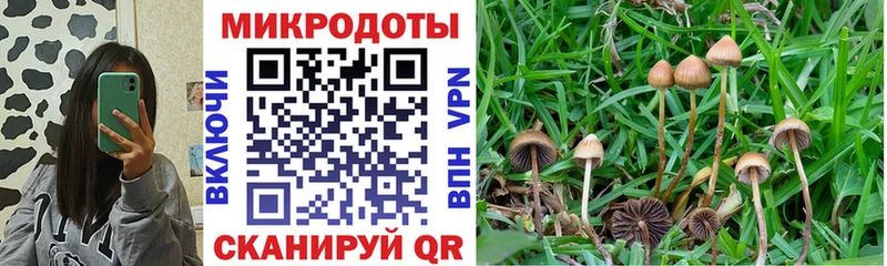Галлюциногенные грибы Psilocybe  Купить где  Дорогобуж 